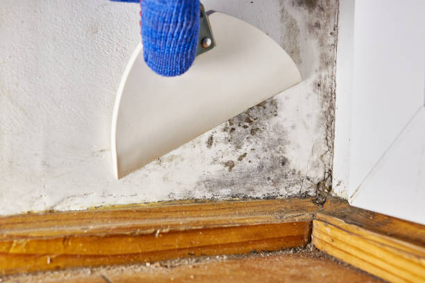 Best Mold Removal for HVAC Installations  in Gahanna, OH
