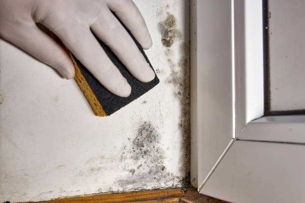 Biohazard Mold Removal in Gahanna, OH